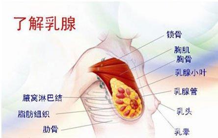 乳房保健 顾护肝脾肾是关键-第1张图片-中国中医健康网